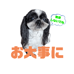 シーズー犬カレン・モモ・ココアのデカ文字