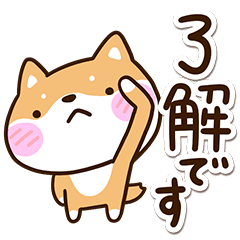 Cute round shiba inu