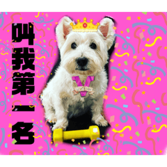 西高地白梗（妹妹）上課篇