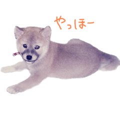 ShibainuGonchan