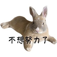 ☆～可愛的兔寶～☆