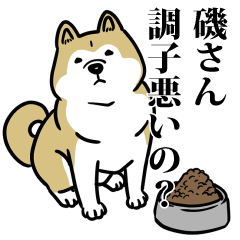 磯リスペクト（プラチナ）