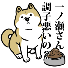 一ノ瀬リスペクト（プラチナ）