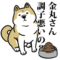 金丸リスペクト（プラチナ）