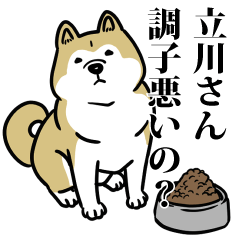 立川リスペクト（プラチナ）