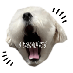 Omochi_20230225204944