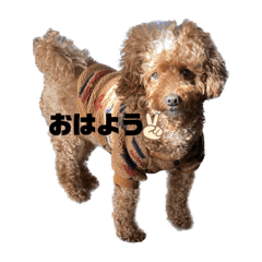 ruru_20230225182338