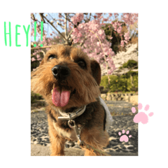 テリアのいる暮らし