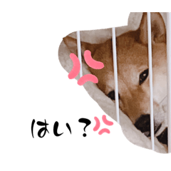 koto_20230225205837