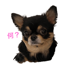 リン＆ランちゃん