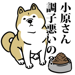 小原リスペクト（プラチナ）