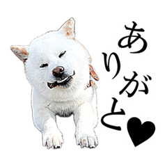 SHIRO SHIBA DOG