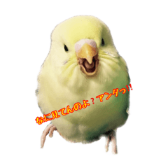 Be As One Budgie_20230225184929