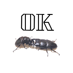 Insect Mushiko_20230226133559stag beetle