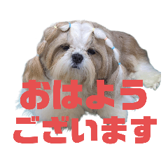 シーズー犬フーガ・レオ・ライムのデカ文字