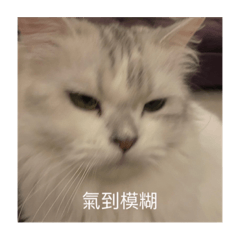 小貓咪咪咪咪咪1.0-重製版