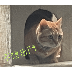 陳小橘的日常生活2