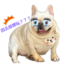 法國鬥牛犬「豆皮阿姨」