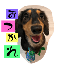 tobi_msk