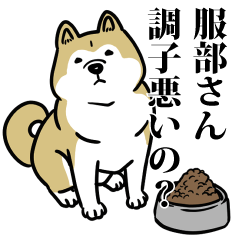 服部リスペクト（プラチナ）