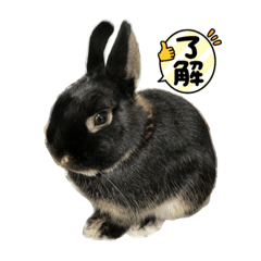 Rabbit-Choco