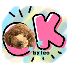 Leo toy poodle