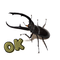 Insect Mushiko_20230227133644stag beetle