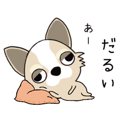 Lazy Chihuahua  JP