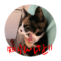 Crazy Cat Rosie