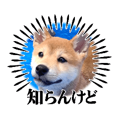 shibainu ponzusan