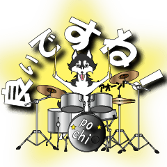 drummer dog