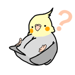 可愛玄鳳鸚鵡貼圖