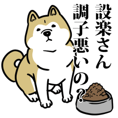 設楽リスペクト（プラチナ）