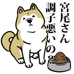 宮尾リスペクト（プラチナ）