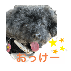 kuron poodle