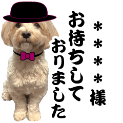 dog Maru-chan photo custom(...