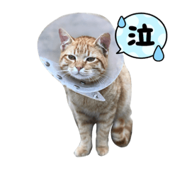 Nemurin The Cat