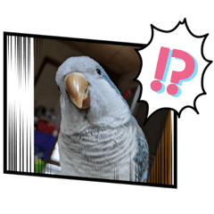 parrot_20230228232126