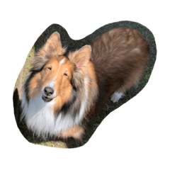 Sheltie Alice