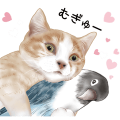 Full of cute cats Parakeet version