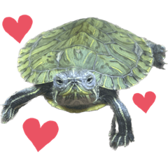 Mini turtle love