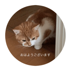 ruru cate