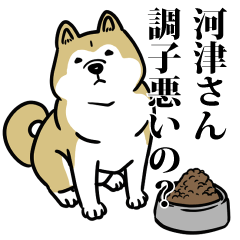 河津リスペクト（プラチナ）