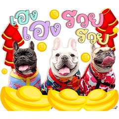 Ganglookmoo Frenchies
