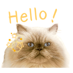 Franz the HimalayanCat Stickers[Revised]