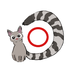 ringtail cat