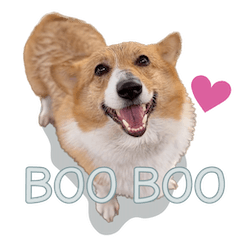 BOO BOO the corgi2