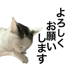 ふじぽぽみつお5