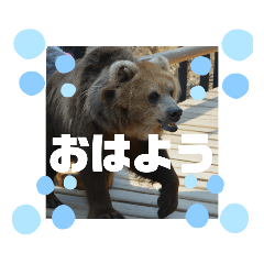 フレンズ⭐非常に強く勇敢で優しい性格な熊