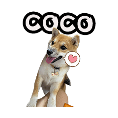 COCO the Shiba Inu